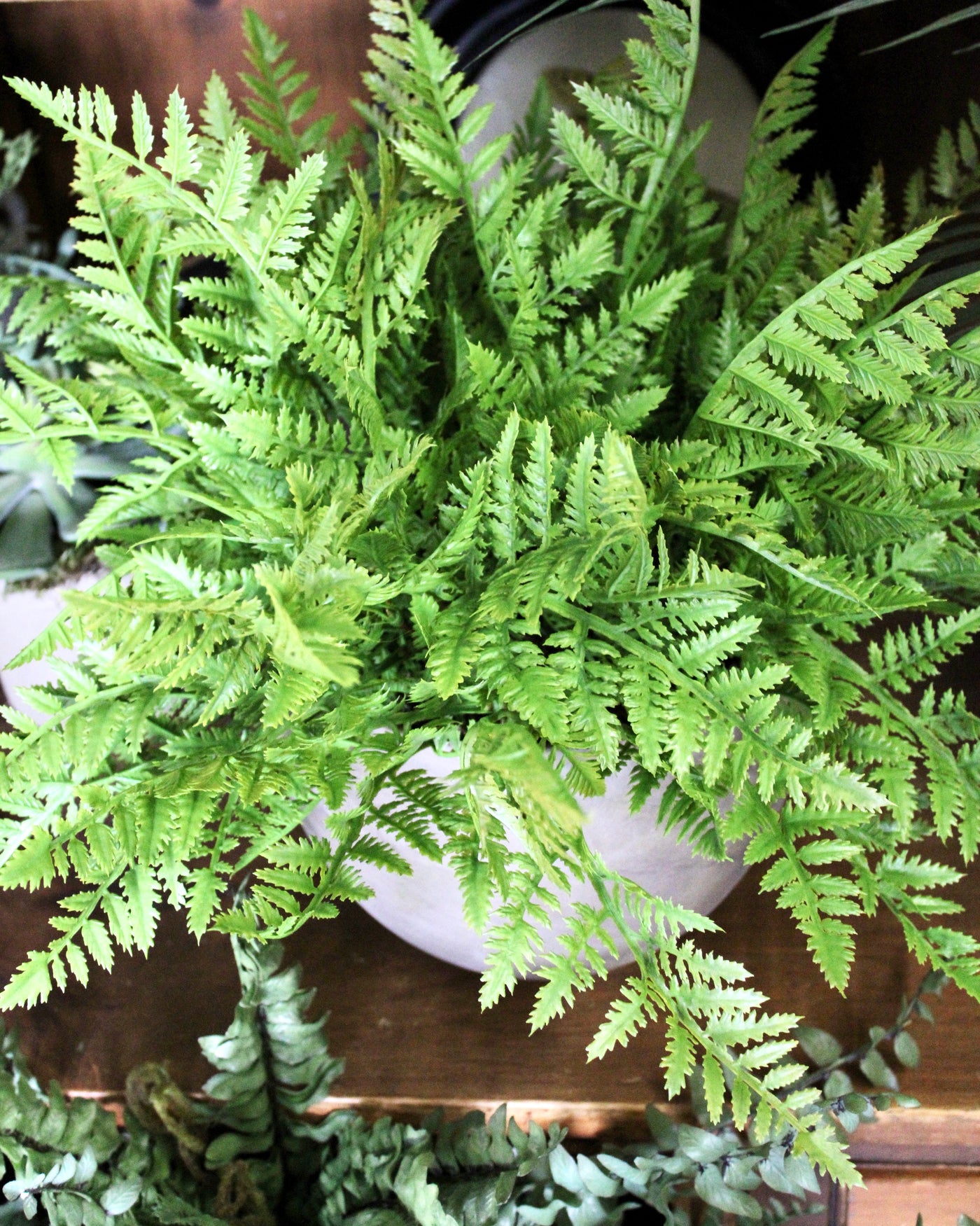 Potted Leather Fern