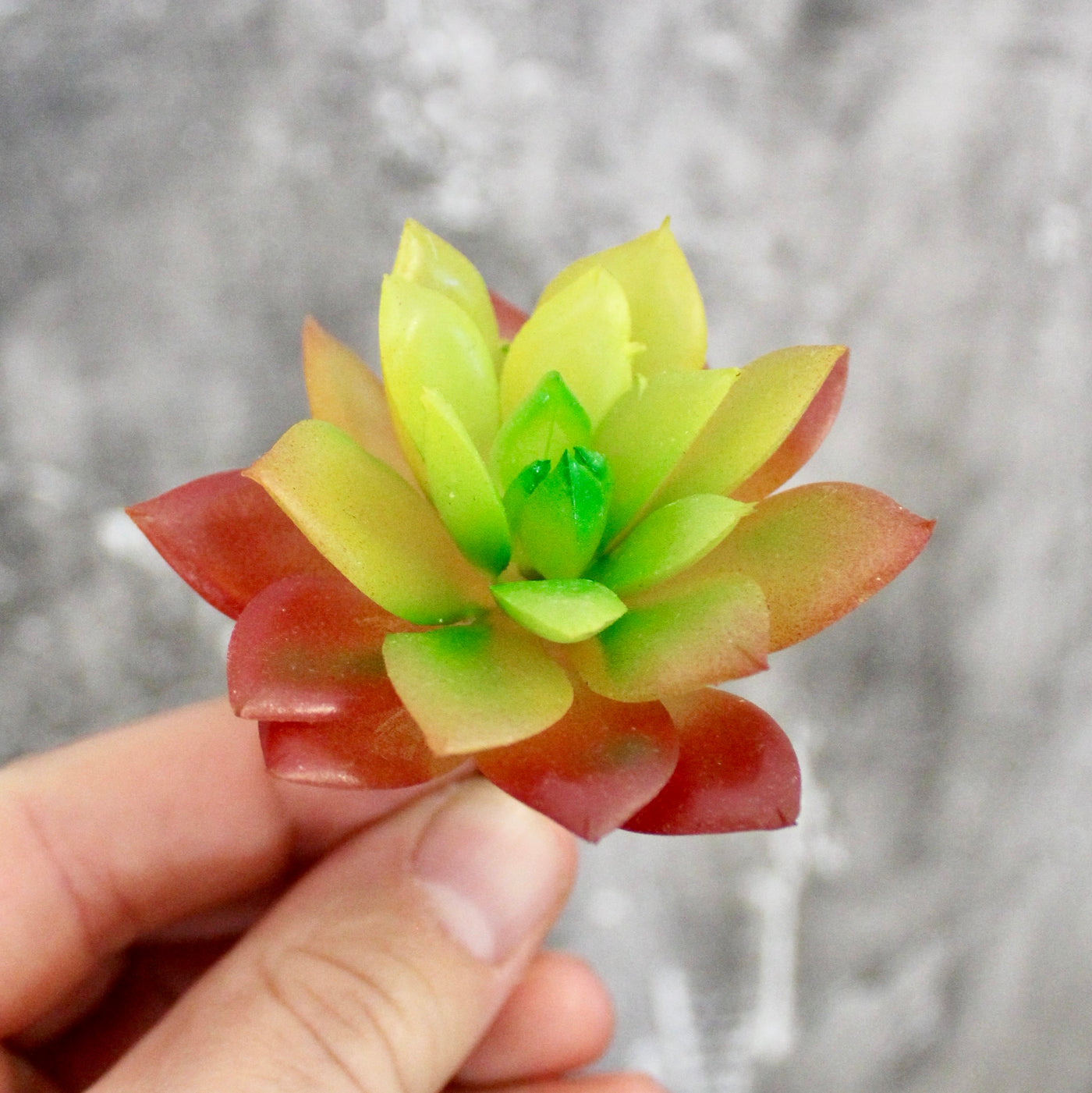 Assorted Mini Succulents