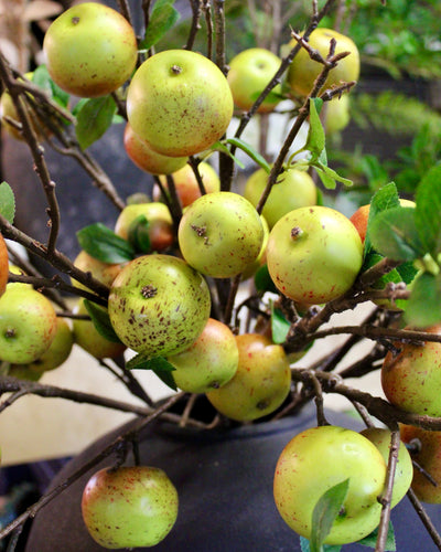 Apple Branch