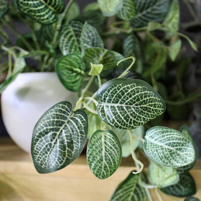 Potted Fittonia Bushes