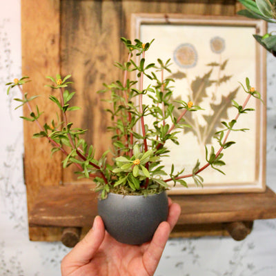 Mini Potted Purslane Plant