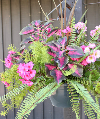 Hanging Basket/Drop-In Pink