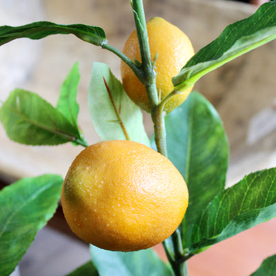 4’ Lemon Tree