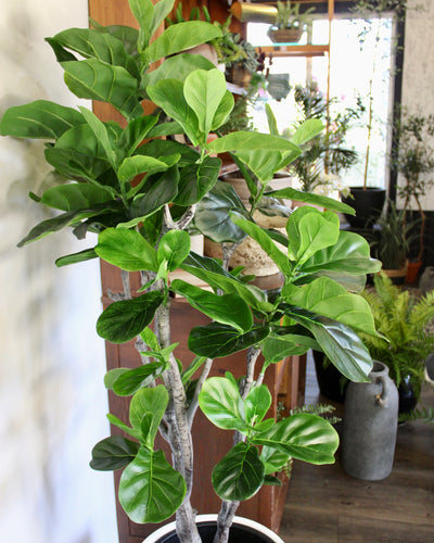 5’ Fiddle Leaf Fig Tree