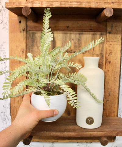 Potted Frosted Fern