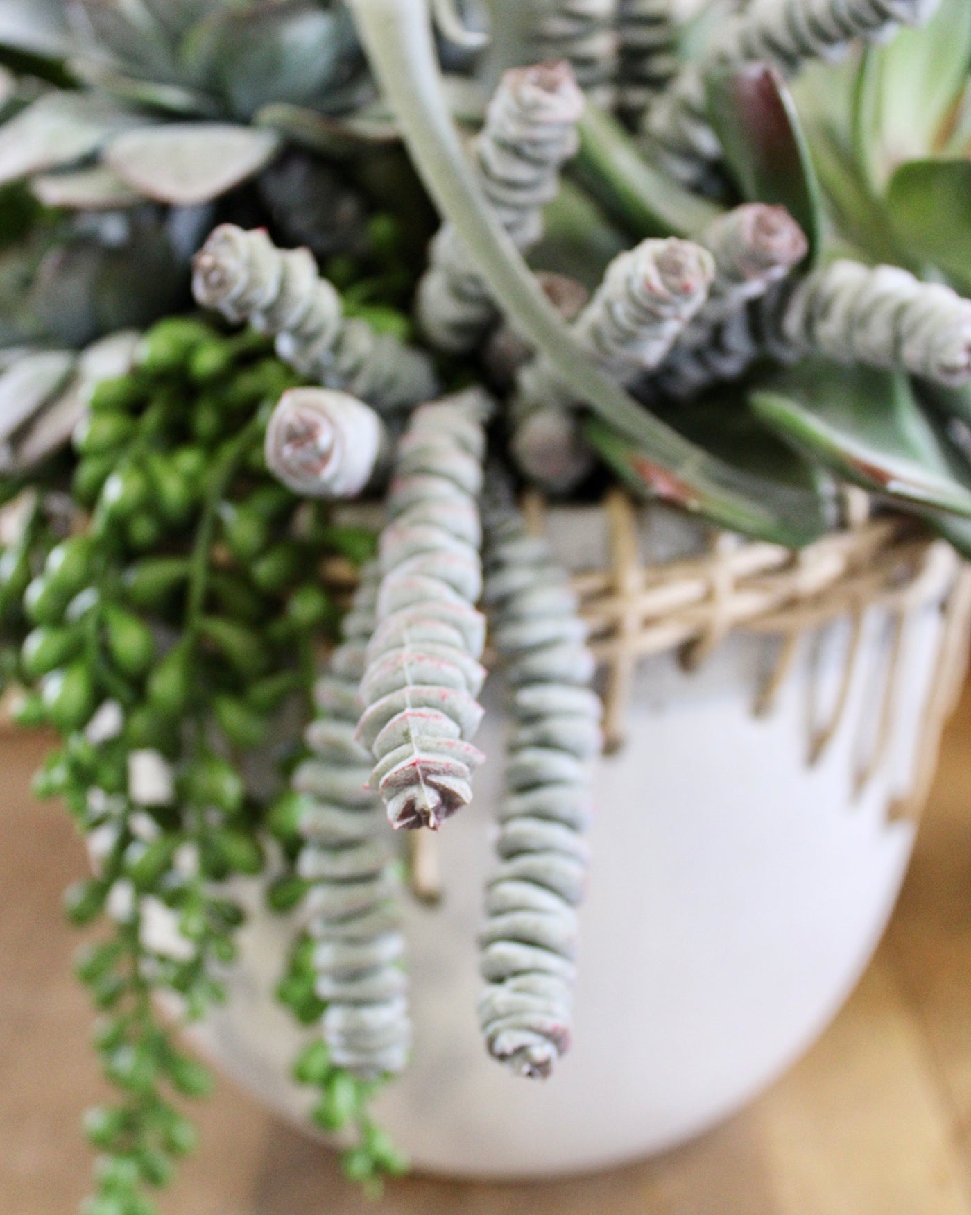 Air Plant & Triple Jade Mixed Succulent Arrangement