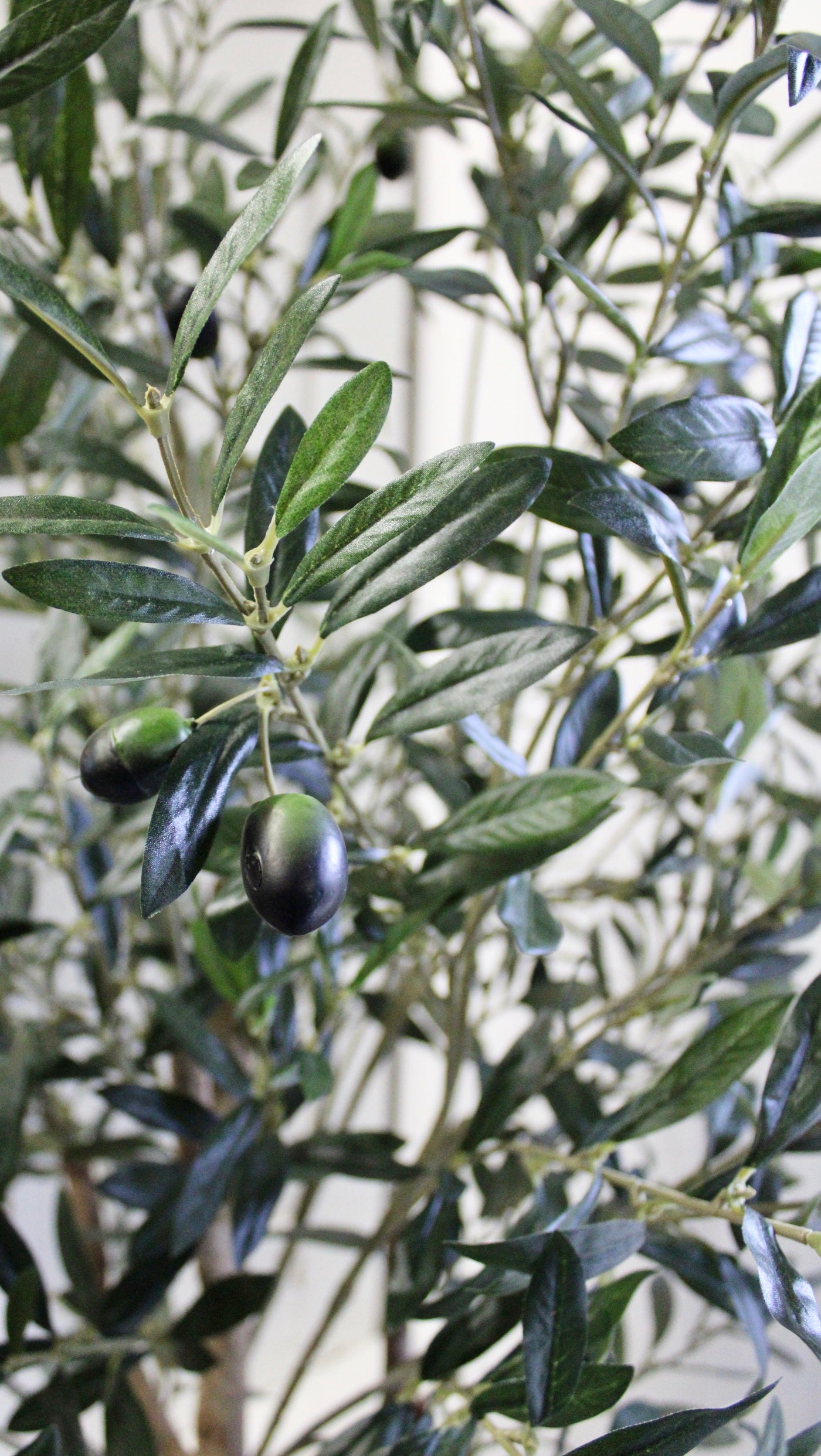 7.5’ Natural Trunk Olive Topiary Tree