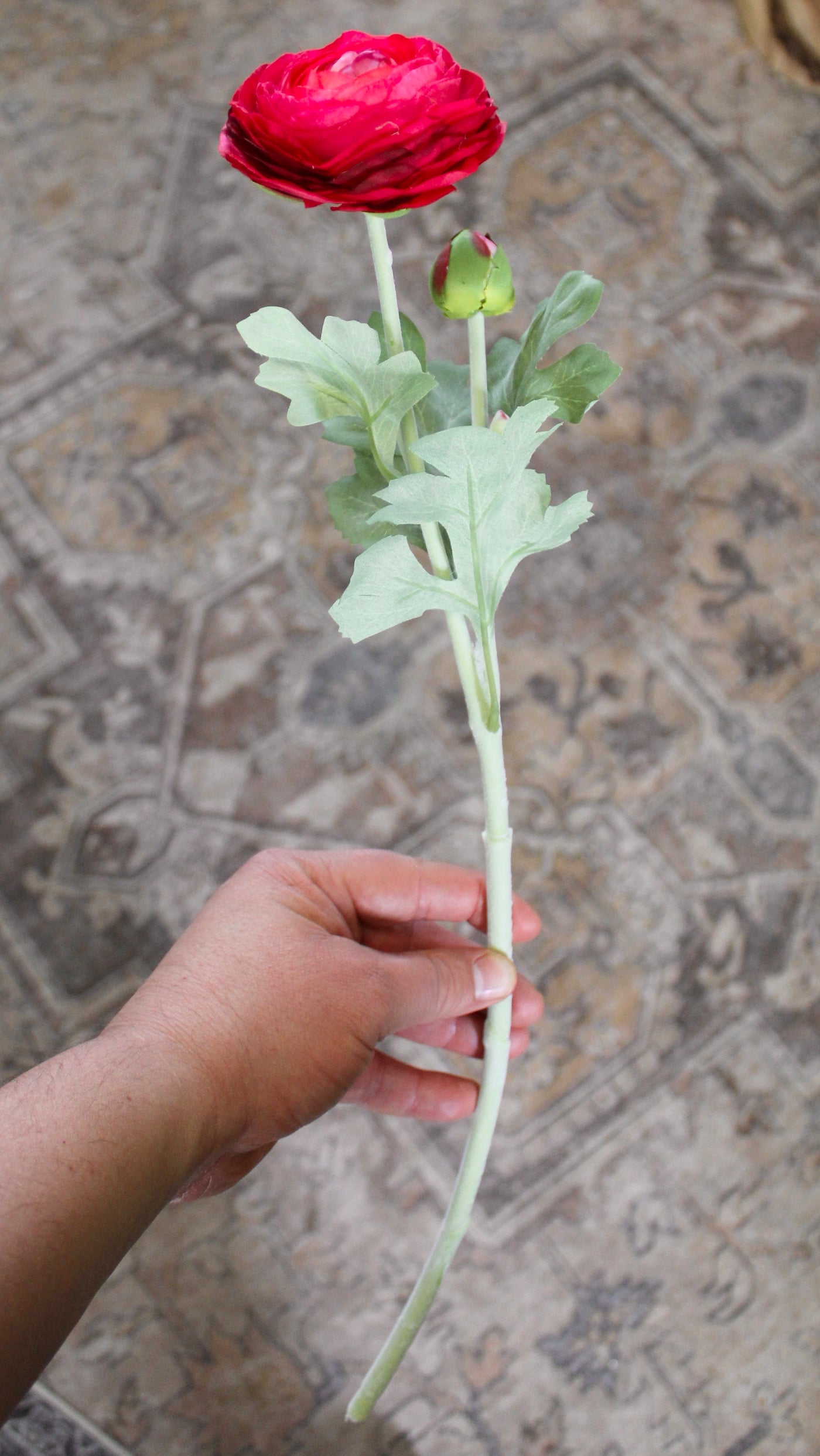 Cerise Ranunculus Stem