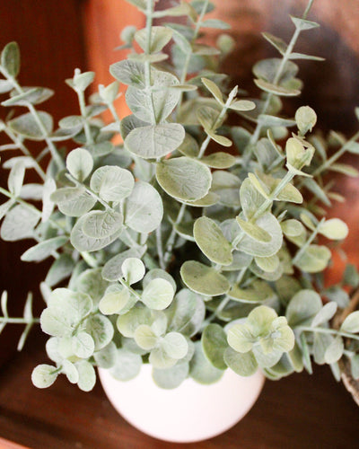 Potted Mini Eucalyptus Bush