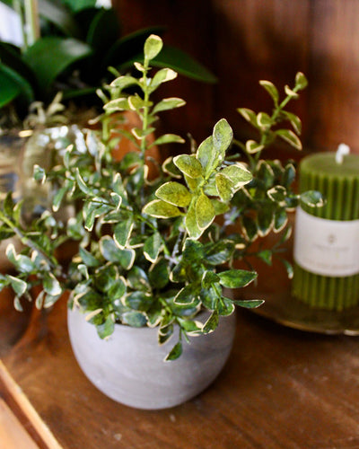 Small Potted Golden Euonymus