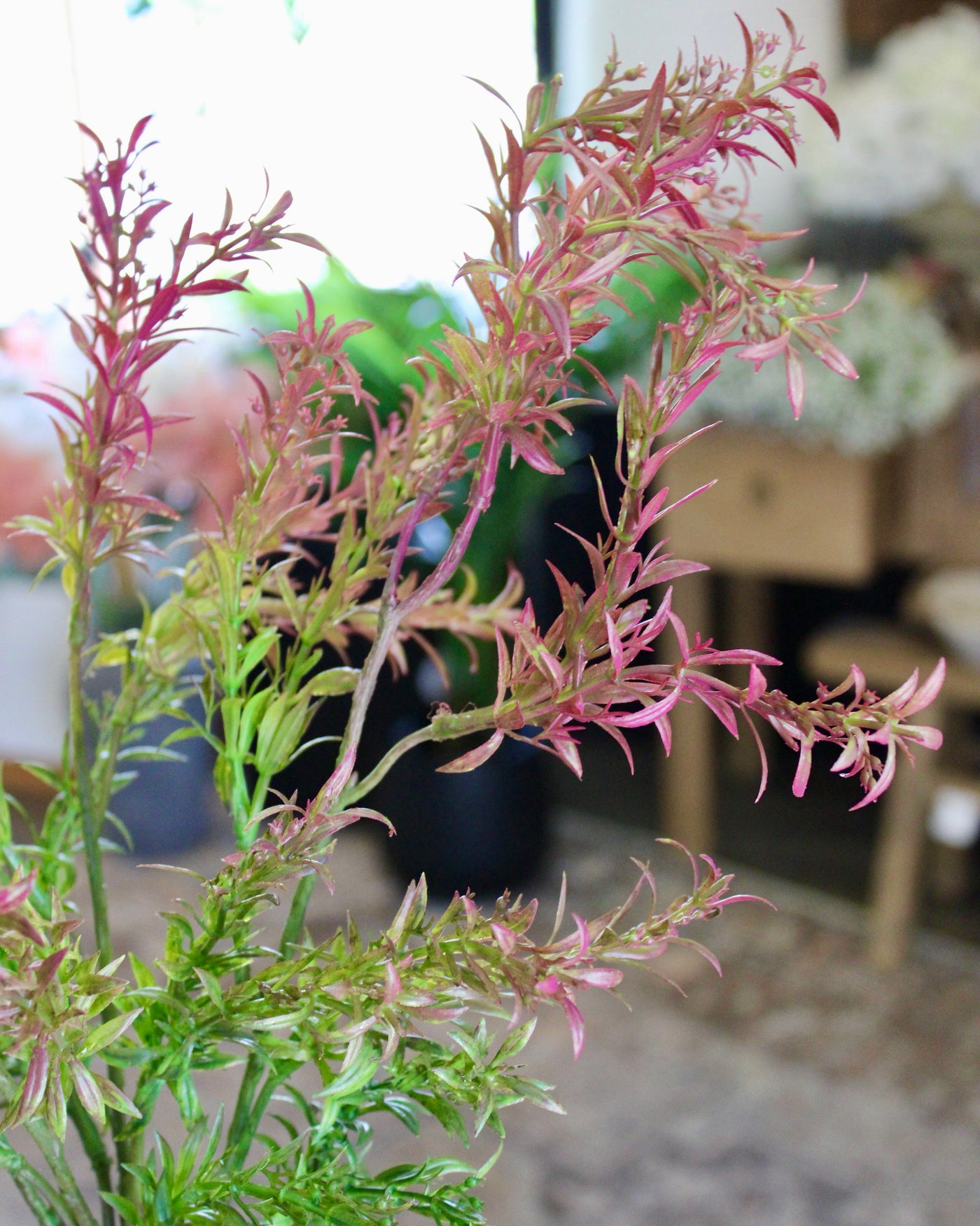 Burgundy & Green Sage Bush