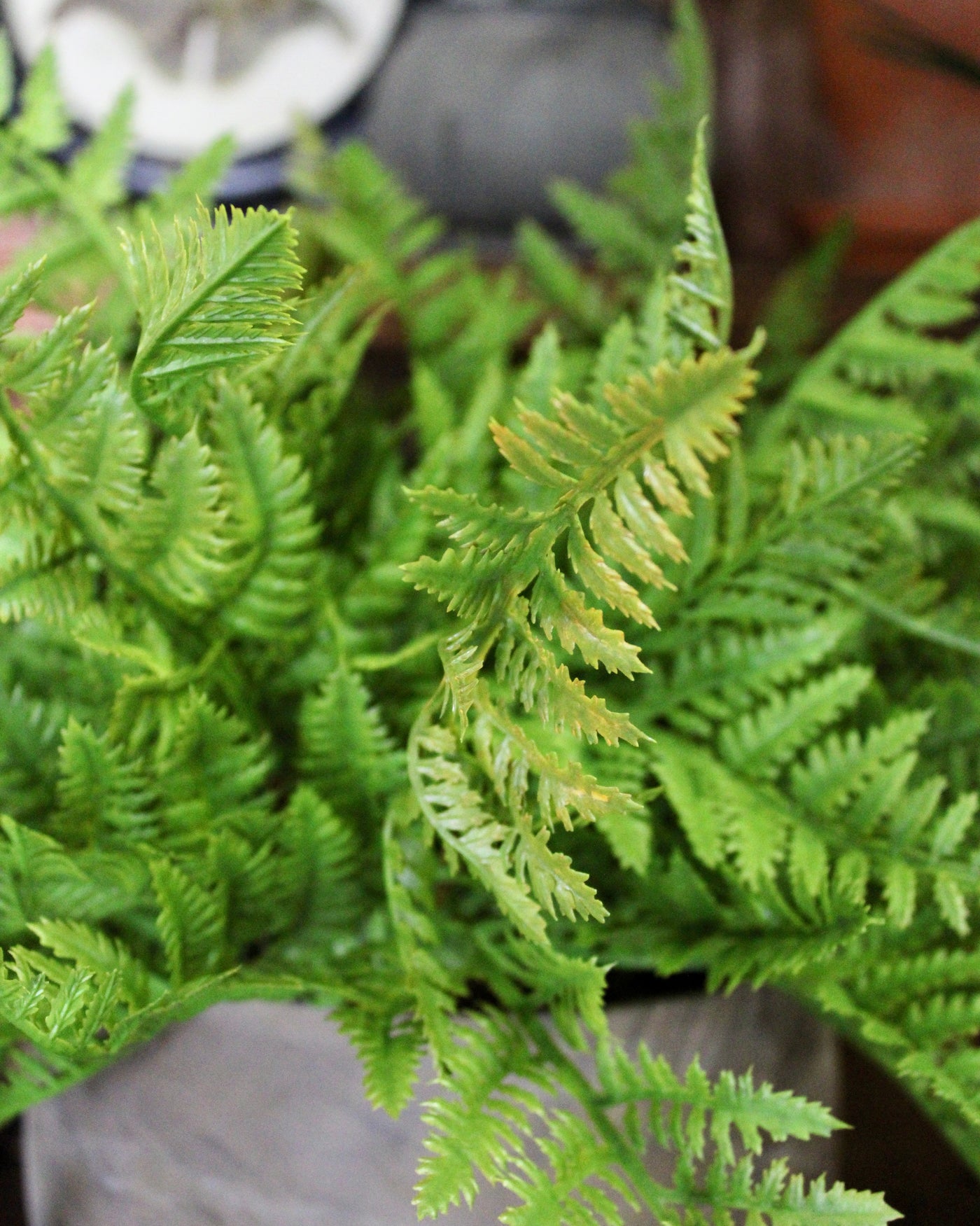 Potted Leather Fern