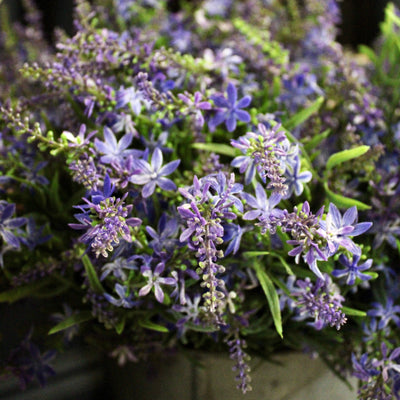 Sweet Veronica Bush Purple