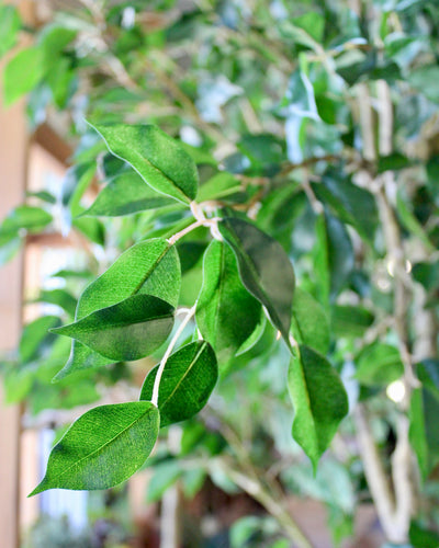 10’ Ficus Tree