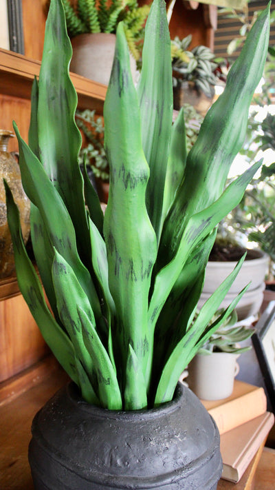 27” Sansevieria Plant