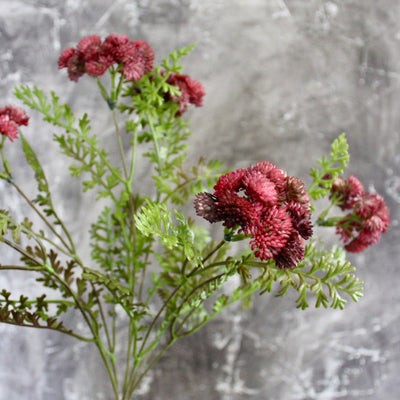 Burgundy/Mauve Sedum Bush
