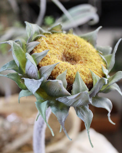 Yellow Sunflower Stem