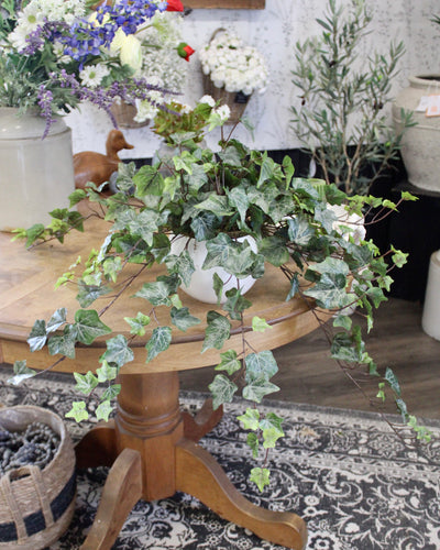 Potted Frosted Green Ivy Bushes