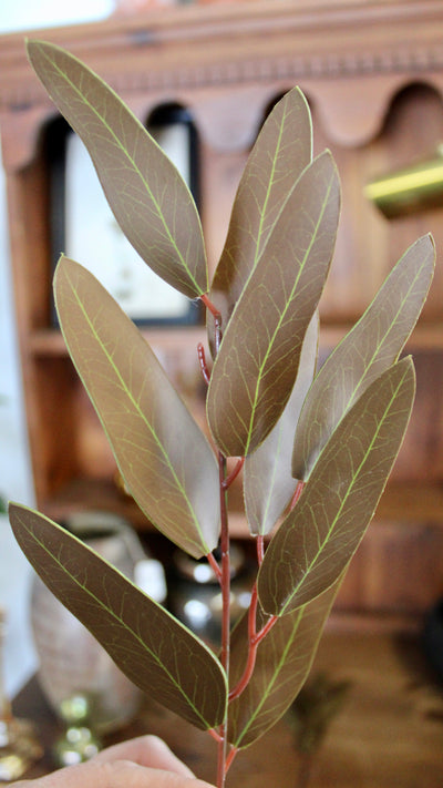 Brown Willow Eucalyptus Stems