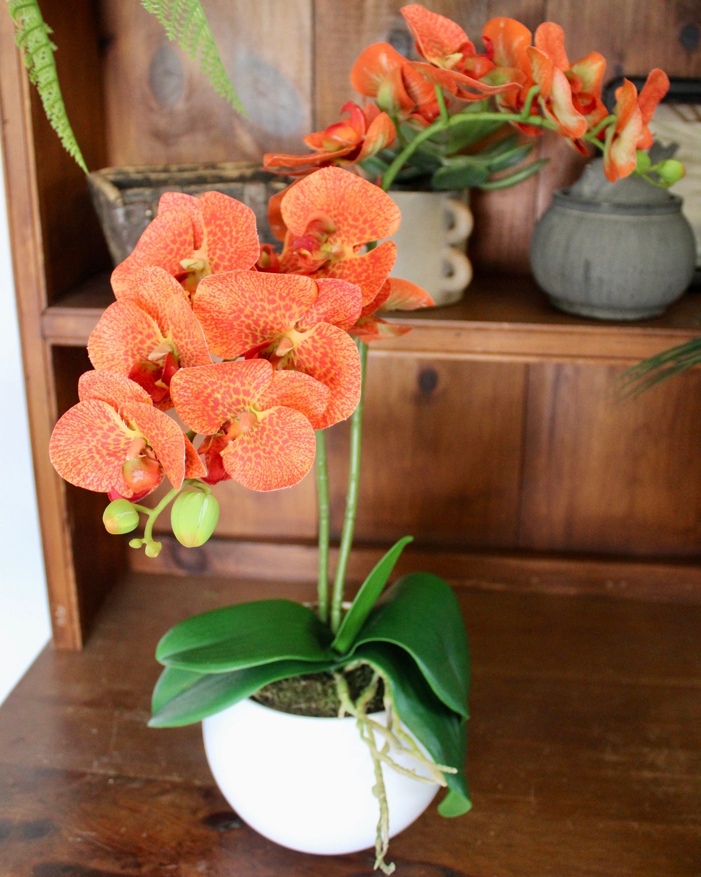 Potted Orange Phalaenopsis Orchids