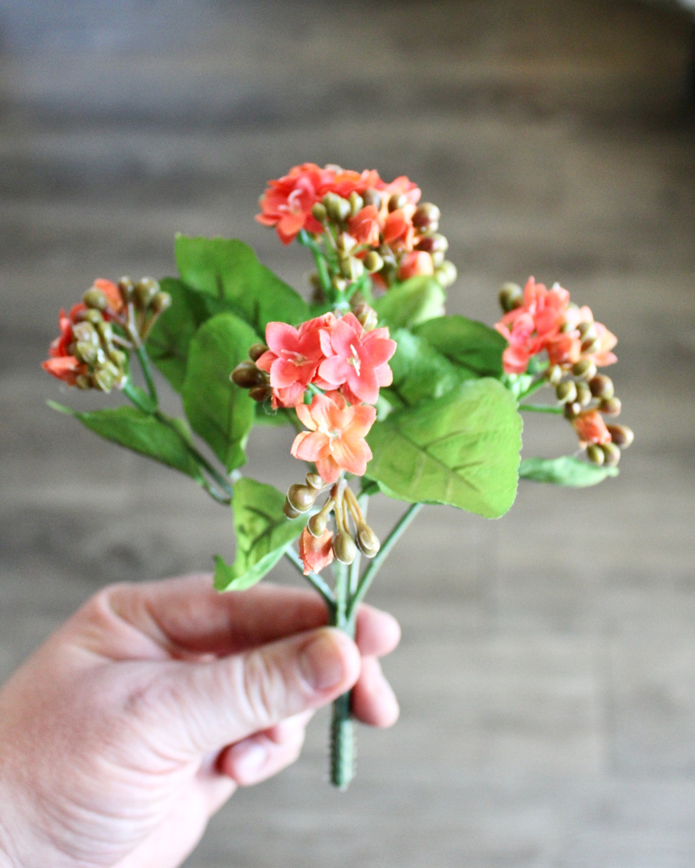 Kalanchoe Bushes