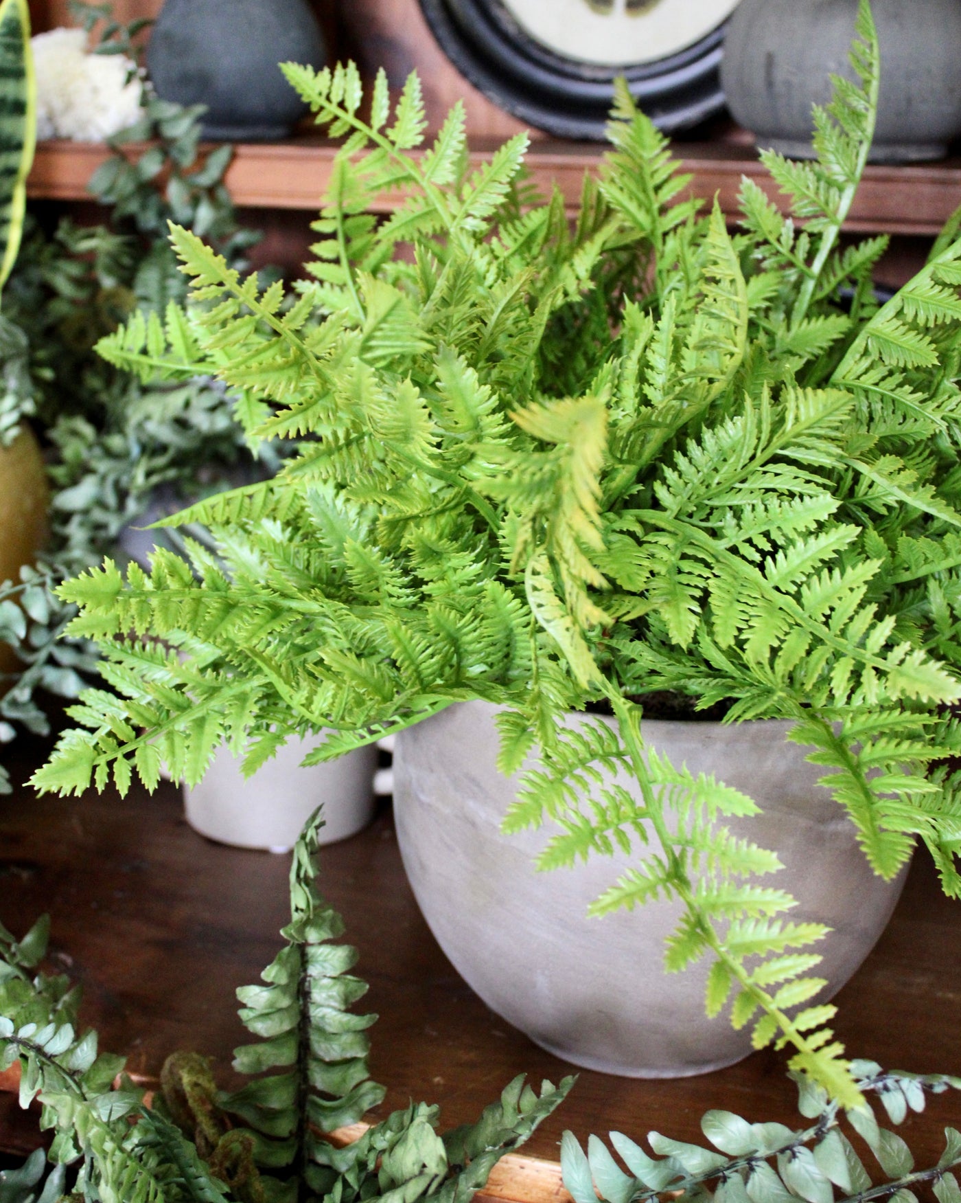 Potted Leather Fern