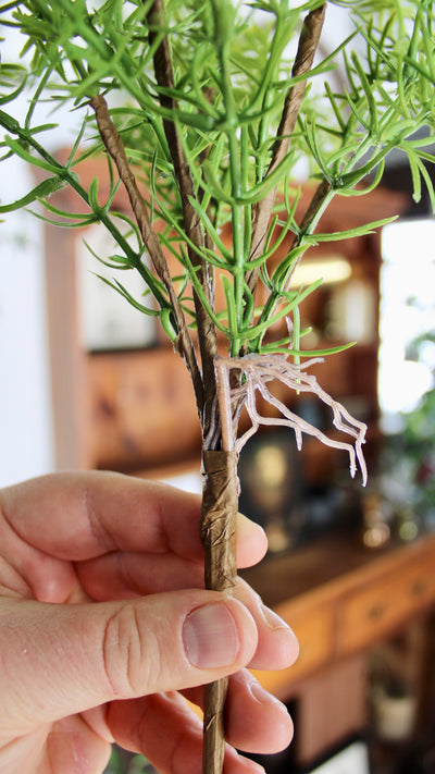 Asparagus Fern