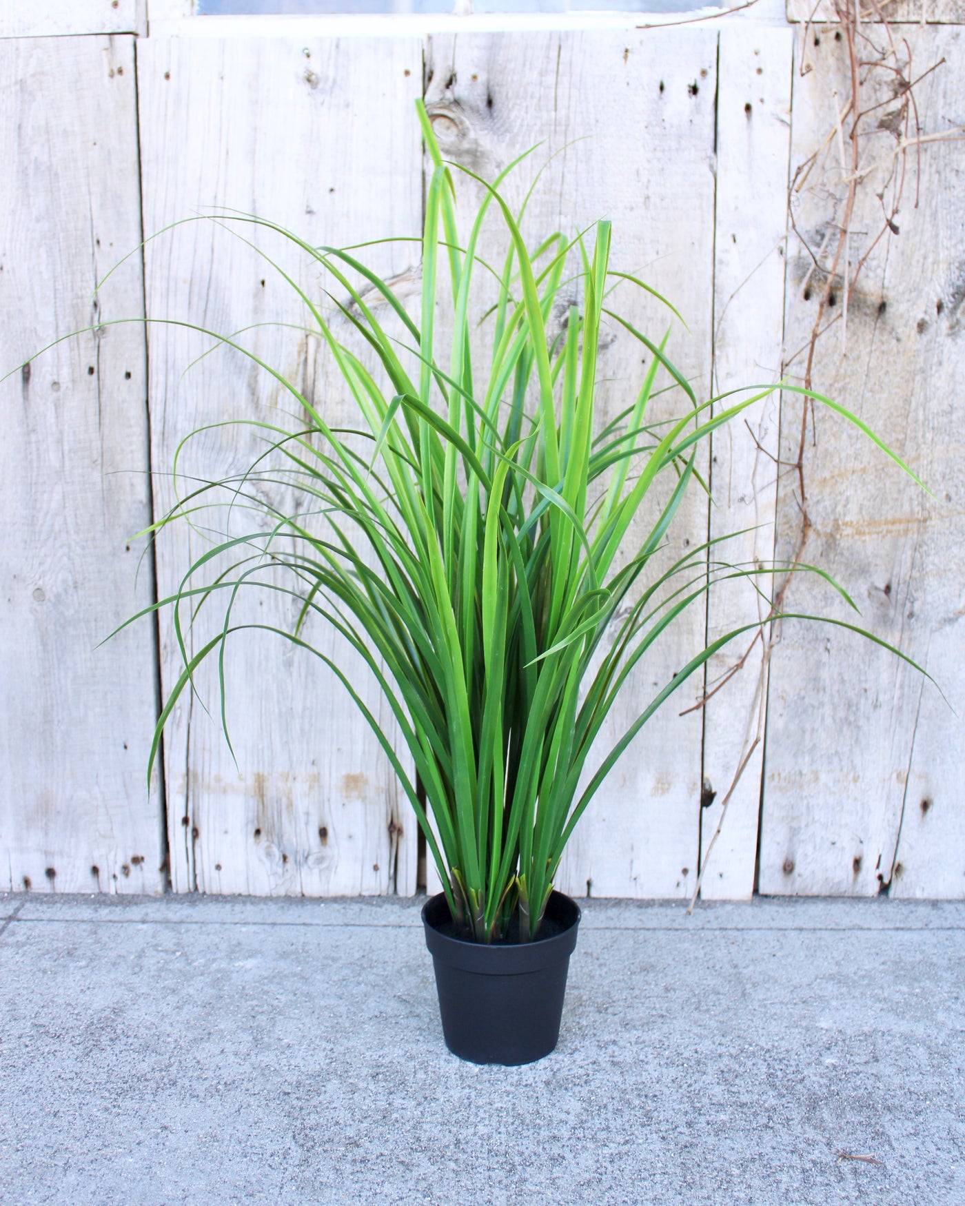 Bright Green Fountain Grass