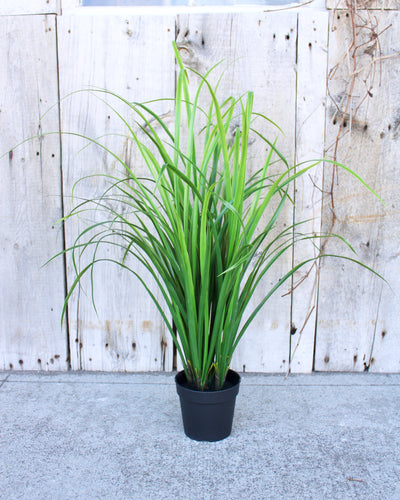 Bright Green Fountain Grass