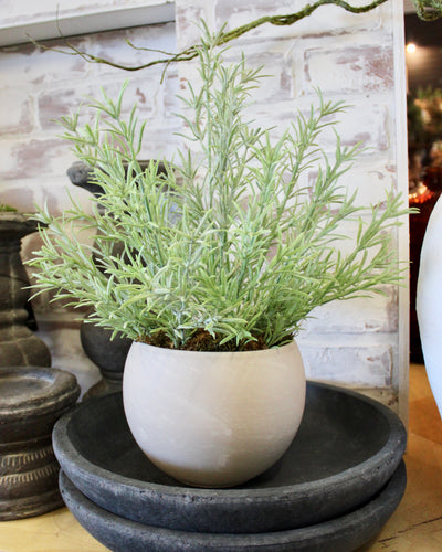 Potted Rosemary Herb