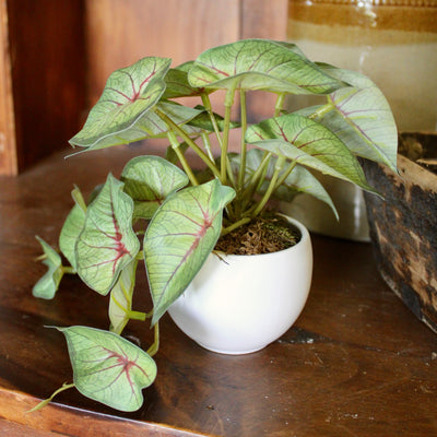 Potted Mini Caladium Vine