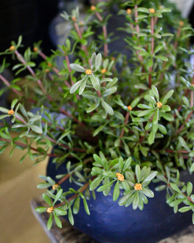 Potted Purslane Plants