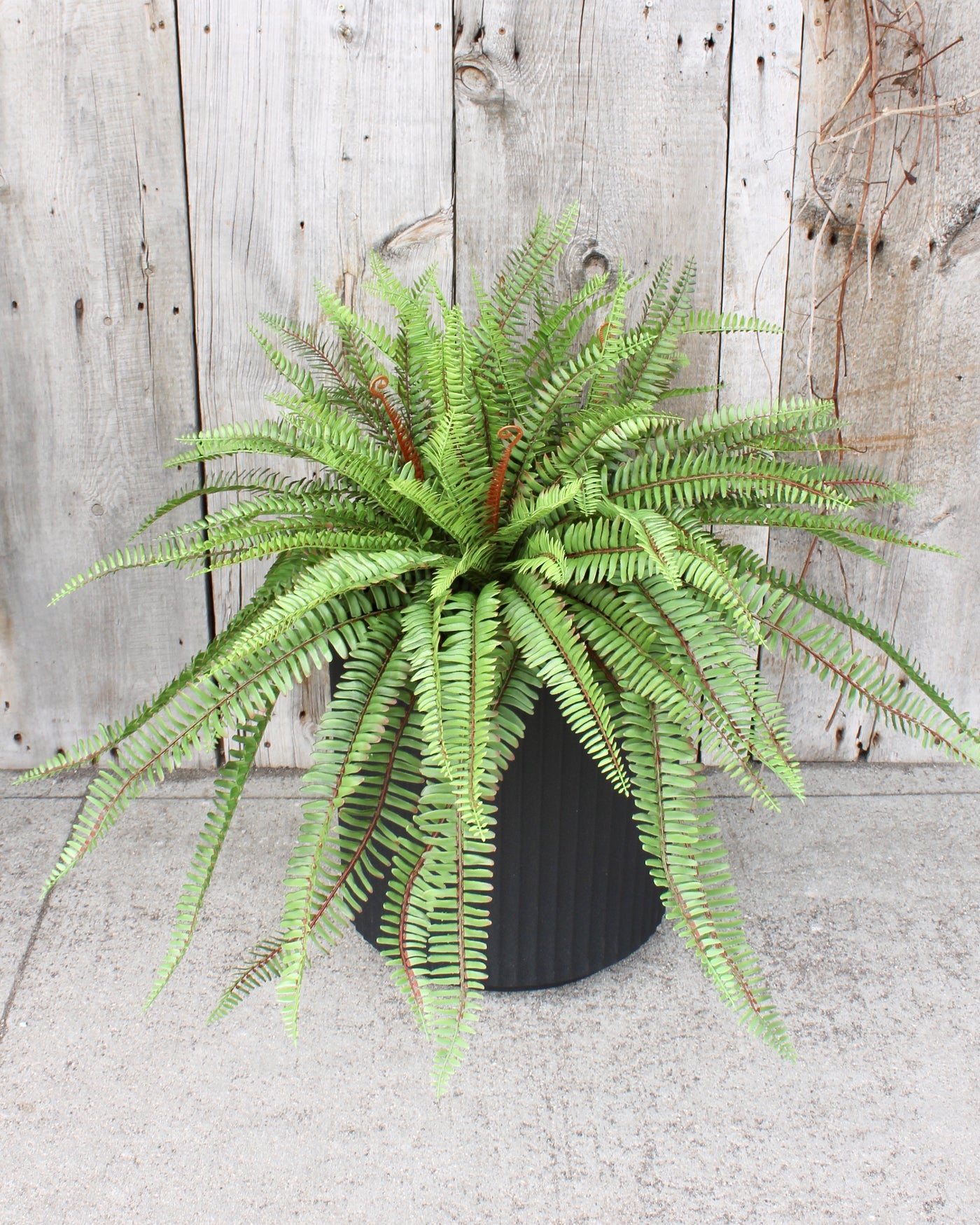 Sword Fern Hanging Basket/Drop-In