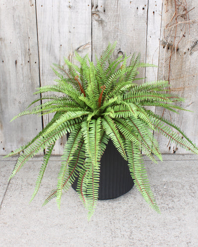 Sword Fern Hanging Basket/Drop-In