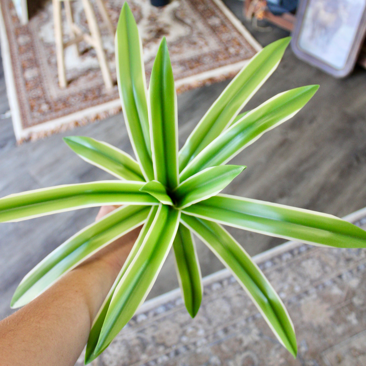 Spider Plant