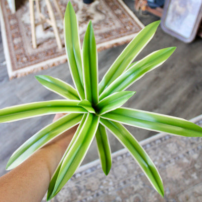 Spider Plant