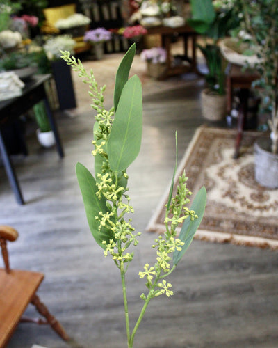 Seeded Eucalyptus