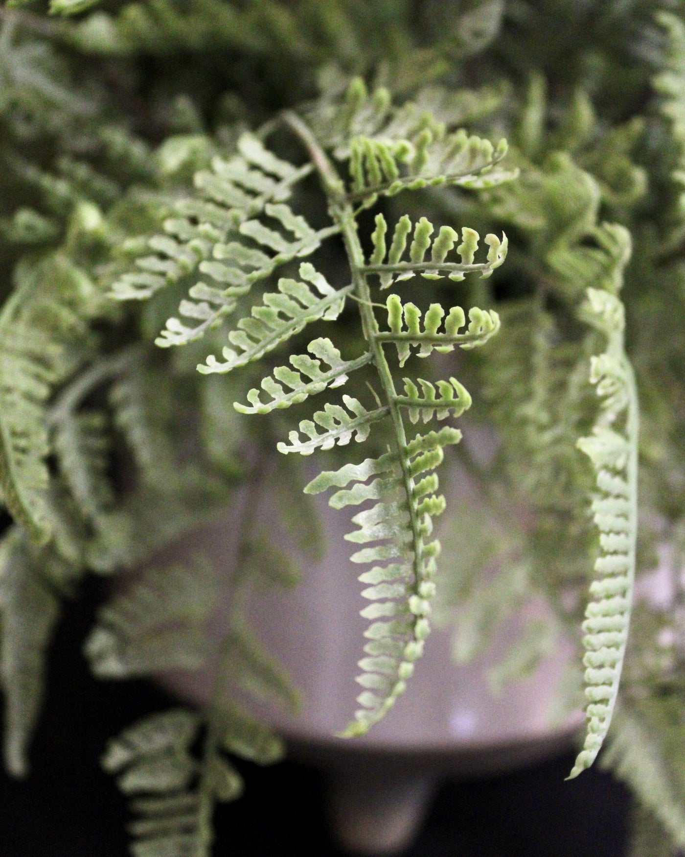 Potted Lace Fern in a large footed pot
