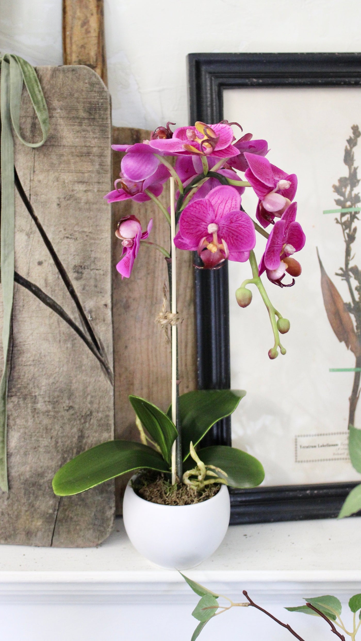 Potted Mini Fuchsia Phalaenopsis Orchid