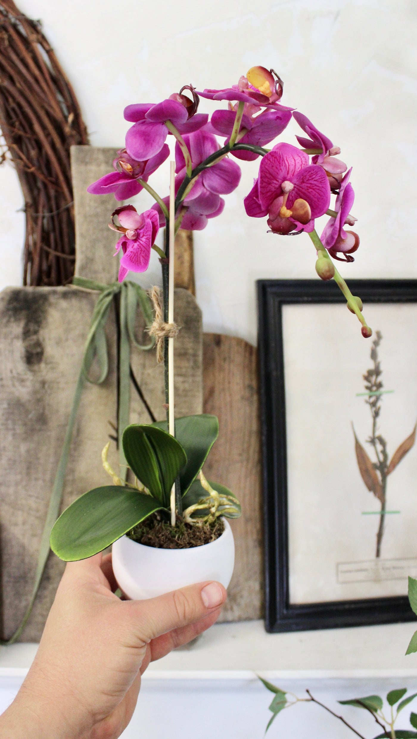 Potted Mini Fuchsia Phalaenopsis Orchid