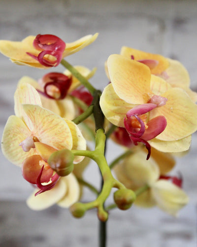 “Just Cut” Mini Yellow Phalaenopsis Orchid