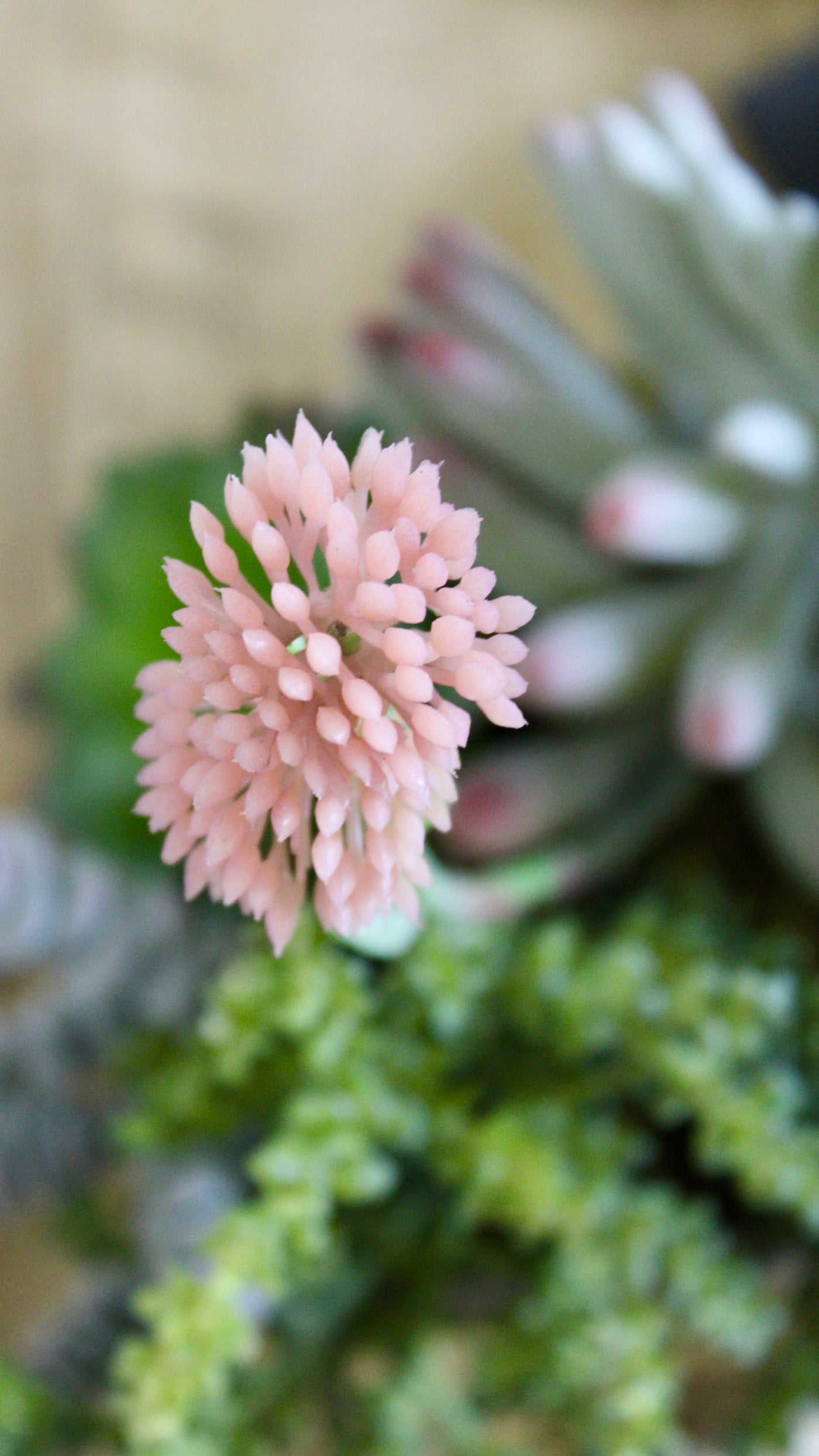 Succulent Mix