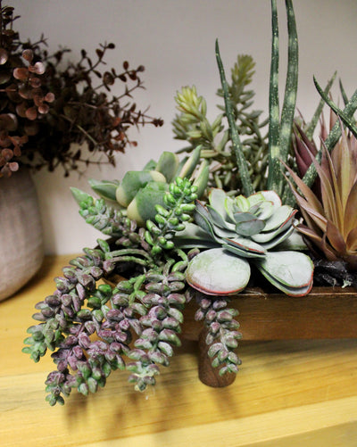 Mixed Succulent Tray