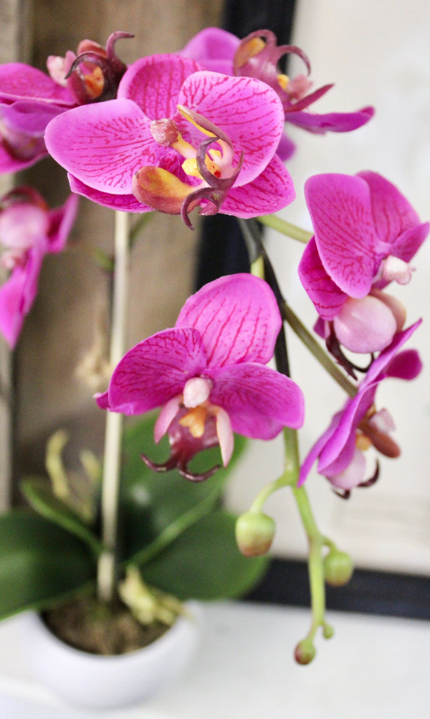 Potted Mini Fuchsia Phalaenopsis Orchid