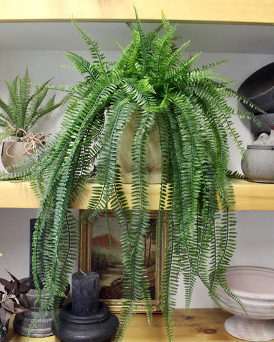 Potted 26” Hanging Boston Ferns