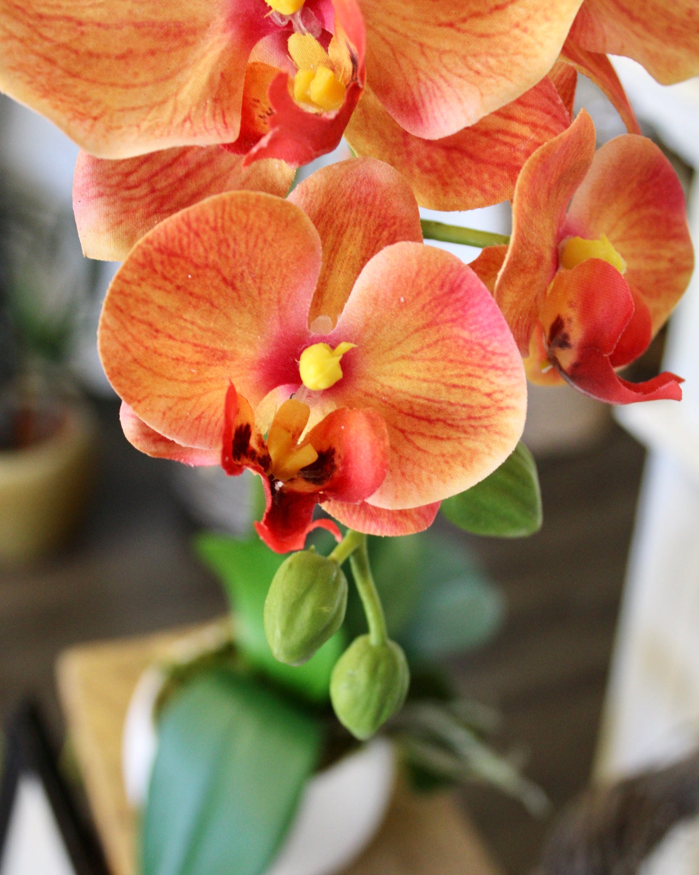 Potted Orange Phalaenopsis Orchid