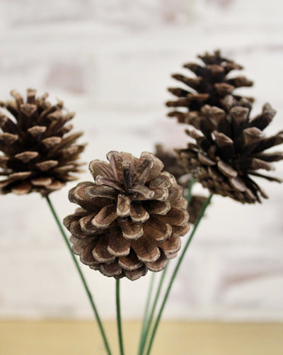 Pine Cone Cluster