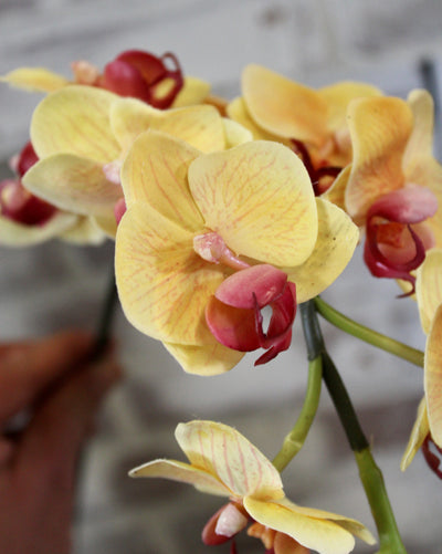 “Just Cut” Mini Yellow Phalaenopsis Orchid