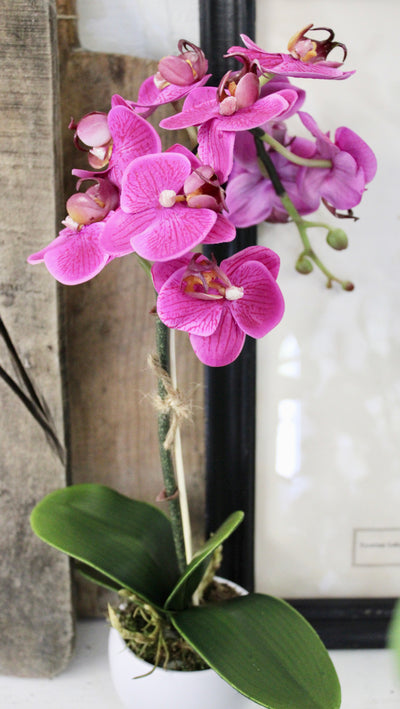 Potted Mini Fuchsia Phalaenopsis Orchid