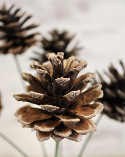 Pine Cone Cluster